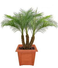 Pigmy Date Palm - Palms For Sale - Florida